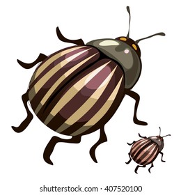 The Colorado potato beetle (Leptinotarsa decemlineata) is a serious pest of potatoes, tomatoes and eggplants. Insect isolated on white background. Vector illustration.