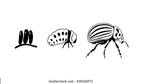 Colorado potato beetle. Leptinotarsa decemlineata. Birth and growth
