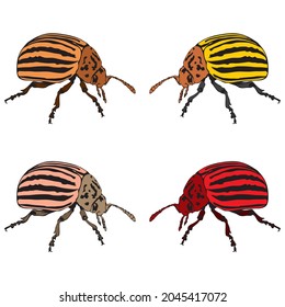 Colorado Potato Beetle Vector Illustration. Big Colorado Potato Beetle Isolated On A White Background
