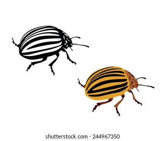 colorado potato beetle - vector illustration