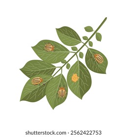 Colorado potato beetles on a potato leaves. Zoological illustration in flat style