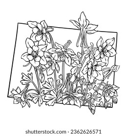 Colorado state flower, lineart vector illustration of rocky mountain columbine flower, fits the Colorado state map frame, cool for stickers, coloring books, t-shirts, etc.