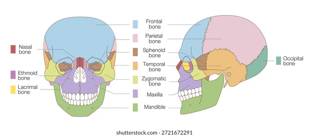 Color-Coded Anatomical Diagram of the Skull from Frontal and Lateral Views (Educational and Medical Use English label)