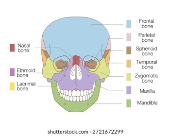 Color-Coded Anatomical Diagram of the Skull from a Frontal View (Educational and Medical Use, English Labels)