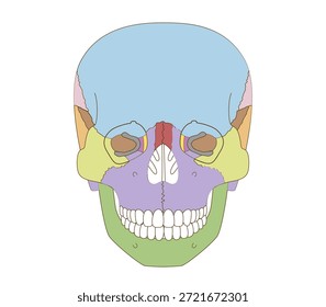 Color-Coded Anatomical Diagram of the Skull from a Frontal View (Educational and Medical Use, English Labels)