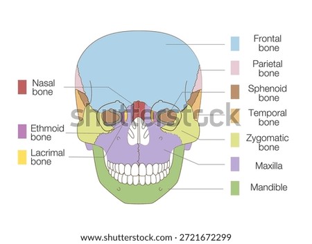 Color-Coded Anatomical Diagram of the Skull from a Frontal View (Educational and Medical Use, English Labels)