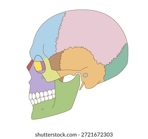 Color-Coded Anatomical Diagram of the Skull from Lateral Views (Educational and Medical Use)