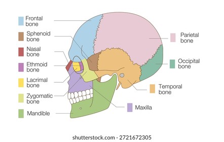 Color-Coded Anatomical Diagram of the Skull from Lateral Views (Educational and Medical Use)