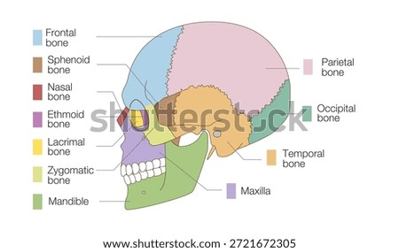 Color-Coded Anatomical Diagram of the Skull from Lateral Views (Educational and Medical Use)