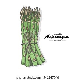 Colored asparagus in sketch style. Vector illustration for your design