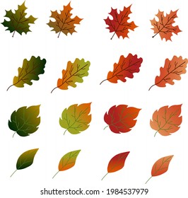 Colored autumn leaves. A set of leaves - maple, oak, birch and others. Vector illustration. For the design of prints, cards, flyers, clothing, packaging, brochures and covers.