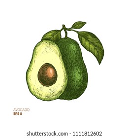 Colored avocado botanical illustration. Engraved style illustration. Packaging design. Vector illustration