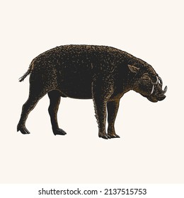 colored babirusa hand drawing. object isolated on background. easy editable.