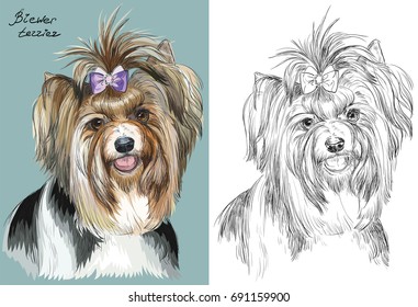 Colored Biewer terrier portrait on turquoise background and black color on white background vector hand drawing illustration