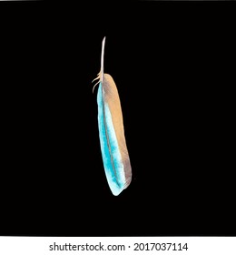 Colored bird feather on a black background close-up. Vector graphics. Material for printing on paper or fabric.