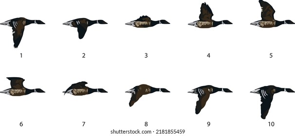 Colored black brant goose flying steps for animation (vector)