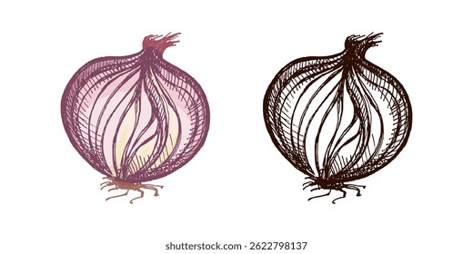 Ilustração colorida e preta de uma lâmpada de cebola desenhada à mão com camadas descascadas visíveis. Vintage estilo gravado, perfeito para design de alimentos, mercado de fazenda, receitas e projetos botânicos. Isolado.