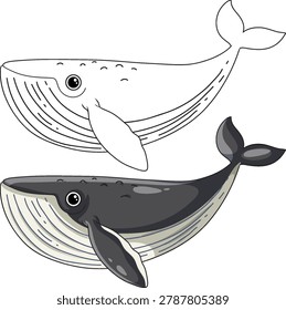 A colored and black and white line art humpback whale vector on white background