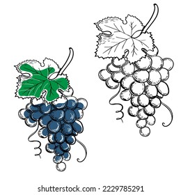 Colored blue grapes. Black and white. Monochrome Illustration grape bunches and leaves isolated on white background. Colored blue grapes. Vector Sketch hand drawn. Graphics. 