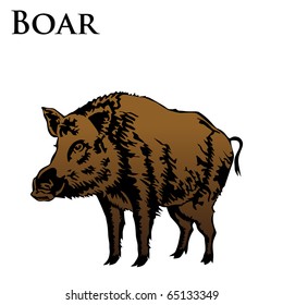 colored boar vector illustration