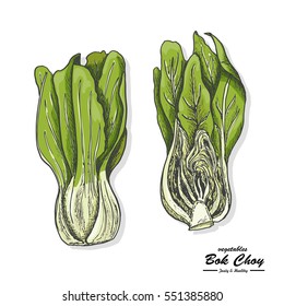 Colored Bok choy in sketch style. Vector illustration for your design