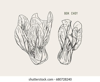 Colored Bok choy in sketch style. Vector illustration for your design