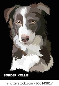 Colored Border collie isolated vector portrait on black background