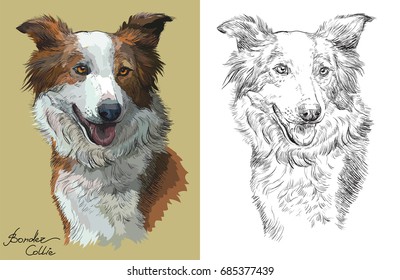 Colored Border collie portrait on beige background and and black color on white background vector hand drawing illustration