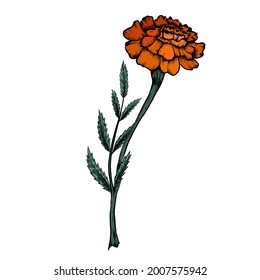 Colored botanical sketch of a marigold flower with shading. Vector floral natural drawing. Outline pencil image of herbal plant.