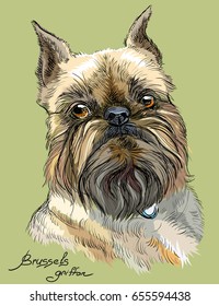 Colored brussels griffon dog portrait on green background vector hand drawing illustration