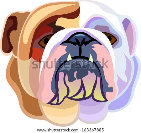 Colored bulldog