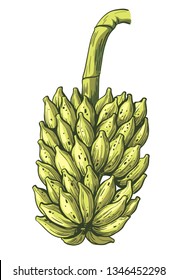colored bunch of bananas on white background