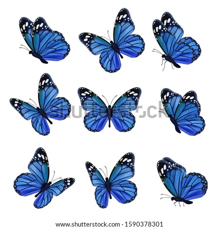 Colored butterflies. Flying beautiful insects wedding butterfly with decorated wings vector