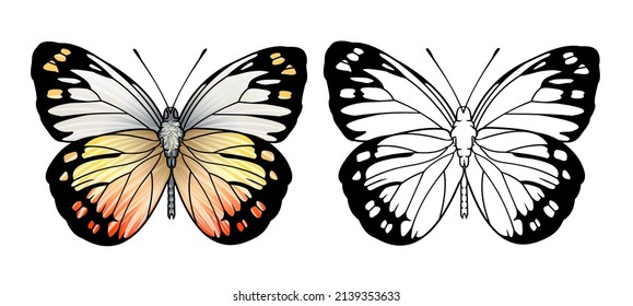 Colored butterflies. Vector pictures of butterflies set. Butterfly