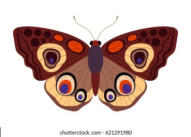 Colored butterfly - beautiful  insect, one of the most famous and popular in the world