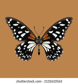 Colored butterfly. Beautiful insect - Vector illustration