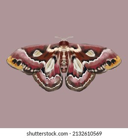 Mariposa de colores. Hermoso insecto - Ilustración vectorial