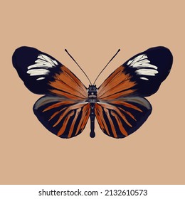 Colored butterfly. Beautiful insect - Vector illustration