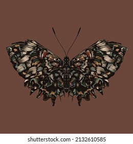 Colored butterfly. Beautiful insect - Vector illustration