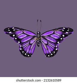 Mariposa de colores. Hermoso insecto - Ilustración vectorial