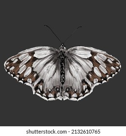 mariposa de colores. Hermoso insecto - Ilustración vectorial