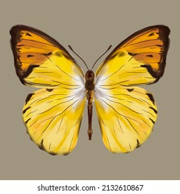 Colored butterfly. Beautiful insect - Vector illustration