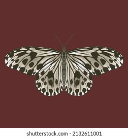 Colored butterfly. Beautiful insect - Vector illustration