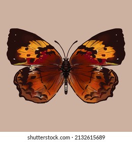 Mariposa de colores. Hermoso insecto - Ilustración vectorial