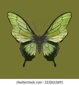 Colored butterfly. Beautiful insect - Vector illustration