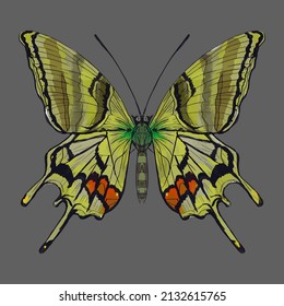 Mariposa de colores. Hermoso insecto - Ilustración vectorial