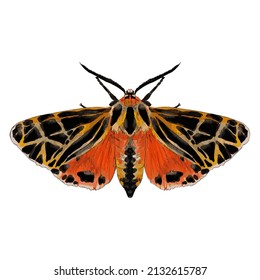 Colored butterfly. Beautiful insect - Vector illustration