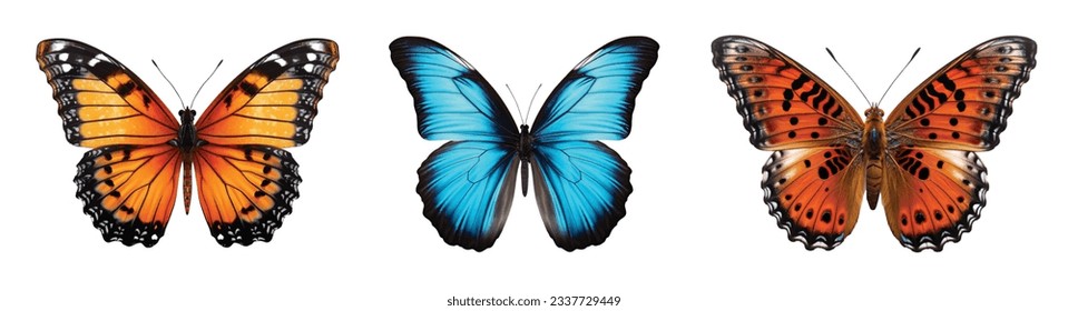 Colored butterfly vector set isolated on white 