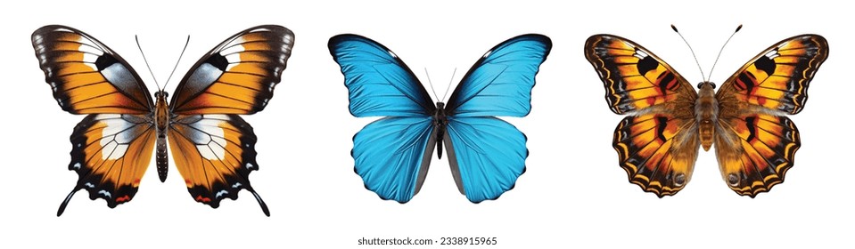 Colored butterfly vector set isolated on white 