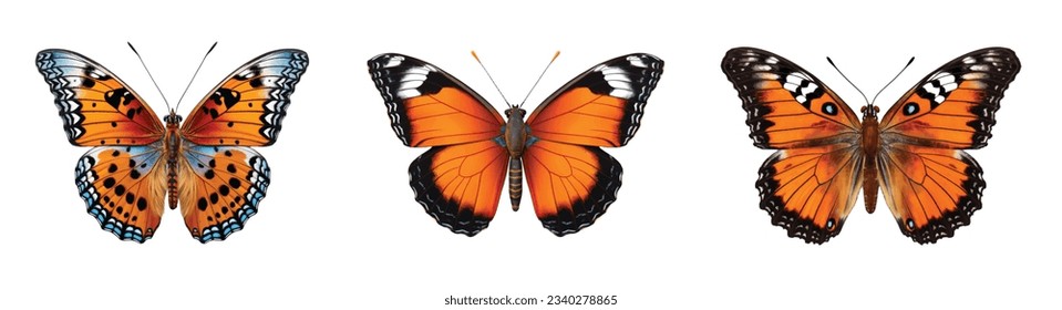 Colored butterfly vector set isolated on white 